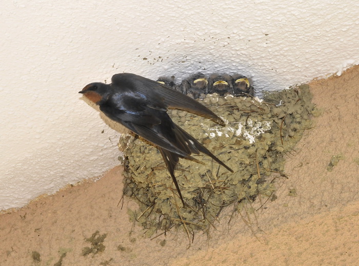 Rondini - Hirundo rustica